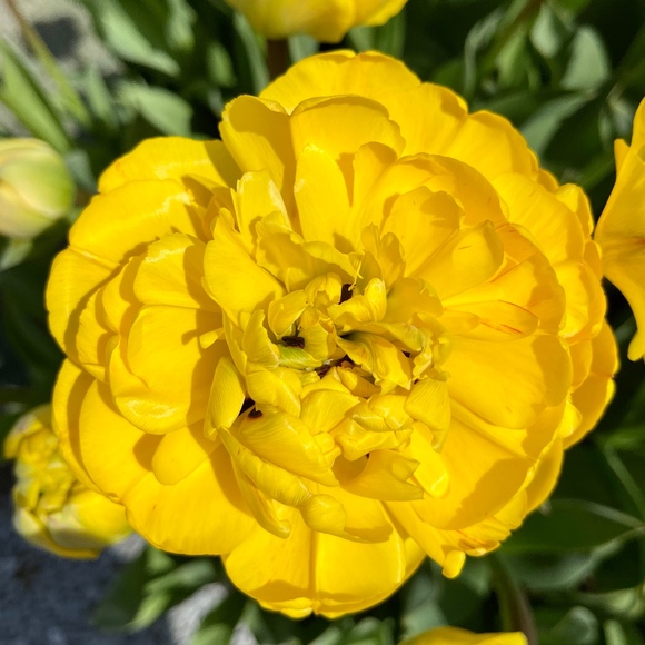 Meet your Posher, Toni - Picture 1 of 1